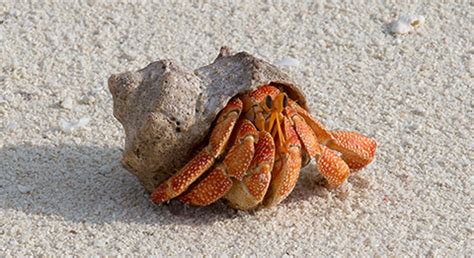 Are hermit crabs smart?