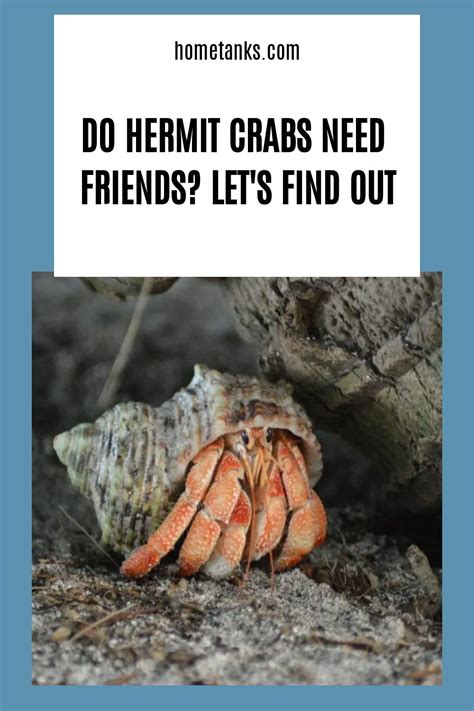 Are hermit crabs solitary?