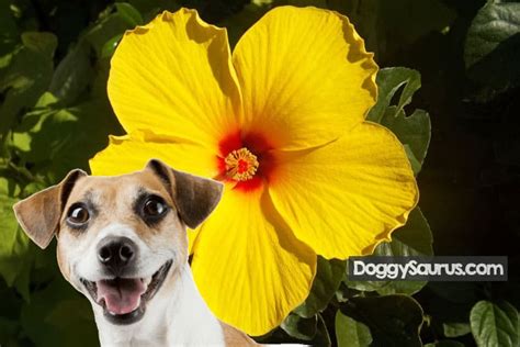 Are hibiscus poisonous to dogs?