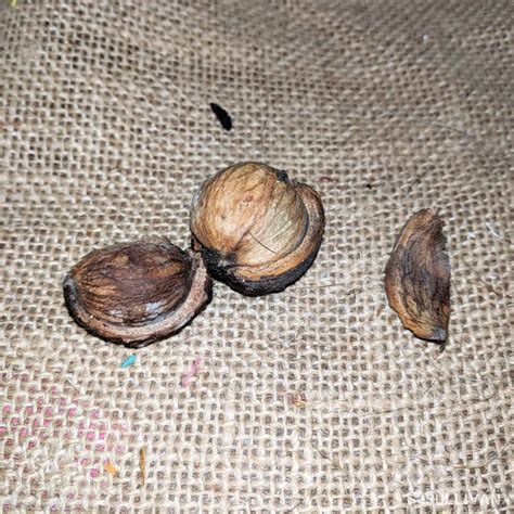 Are hickory nuts toxic to dogs?