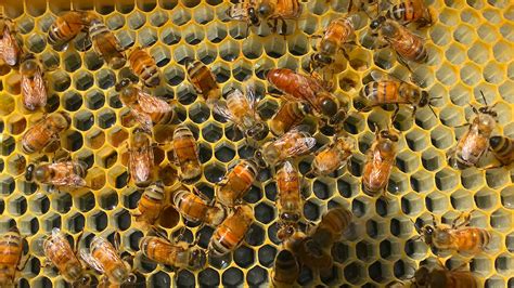 Are honey bees produced from unfertilized eggs?