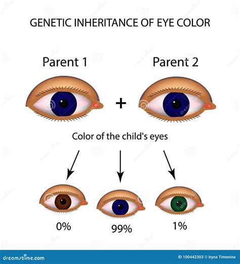 Are hooded eyes a dominant gene?