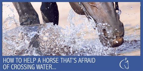 Are horses afraid of rain?
