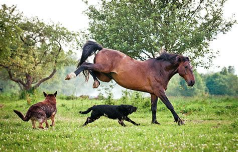 Are horses aggressive to dogs?