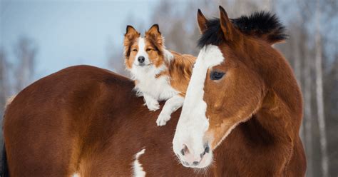 Are horses cleverer than dogs?