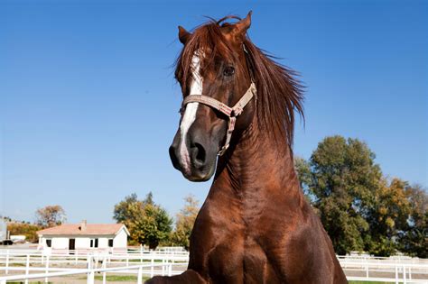 Are horses easy to scare?