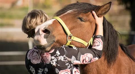 Are horses loyal pets?