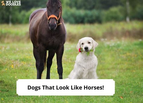 Are horses more like dogs or cats?