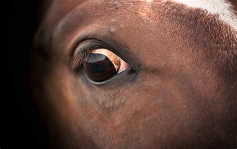Are horses naturally scared?