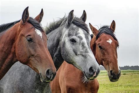 Are horses scared of certain colors?