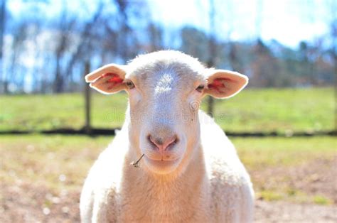 Are horses scared of sheep?