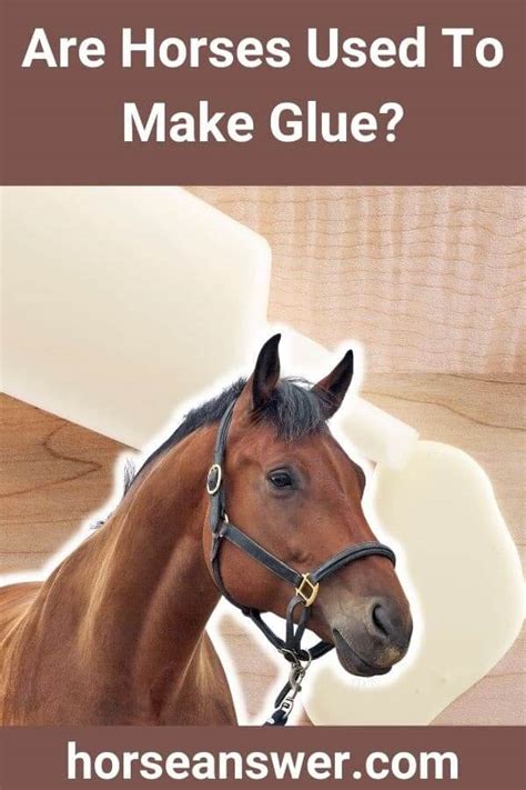 Are horses still used to make glue?
