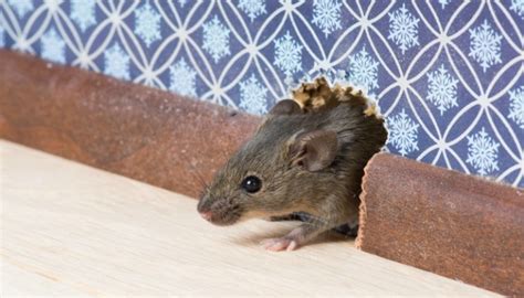 Are house mice safe to touch?
