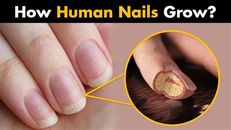 Are human nails biodegradable?
