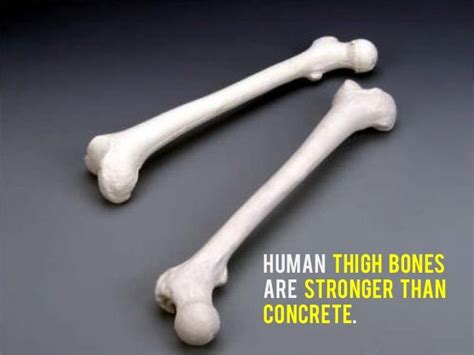 Are human thigh bones stronger than concrete?