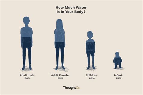 Are humans 95% water?