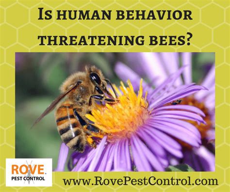 Are humans a threat to bees?