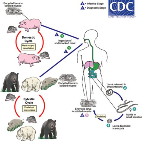 Are humans dead end host for Trichinella?