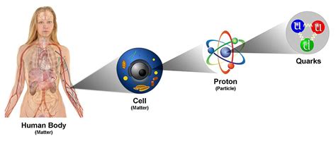 Are humans made of quarks?