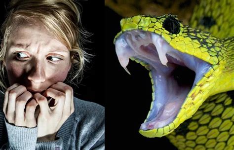 Are humans naturally afraid of snakes?