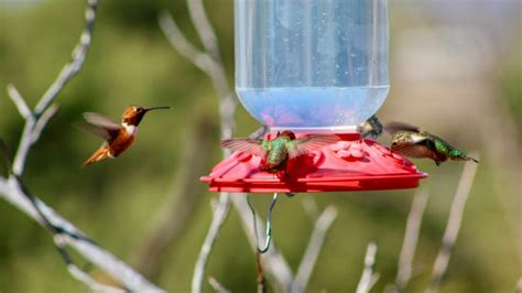 Are hummingbirds territorial around feeders?