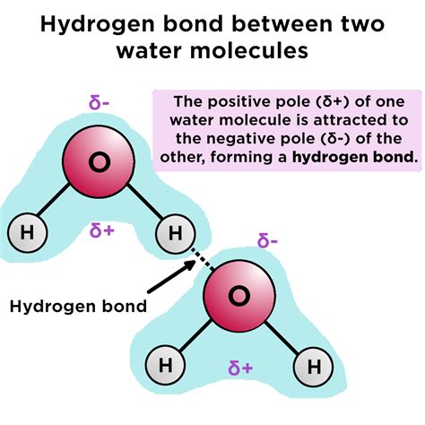 Are hydrogen bonds strong?