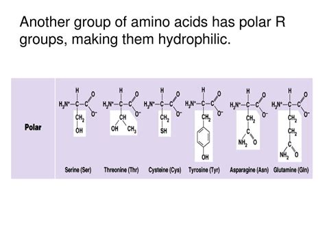 Are hydrophilic R groups polar?