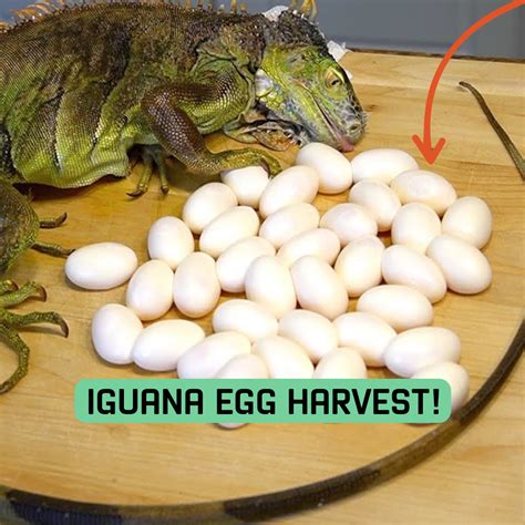 Are iguana eggs hard or soft?