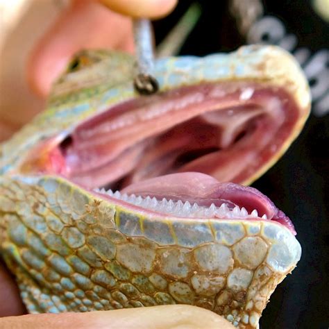 Are iguana teeth sharp?
