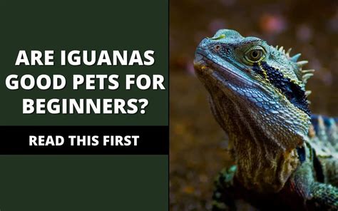 Are iguanas good for beginners?
