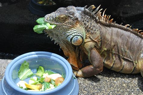 Are iguanas nice to humans?