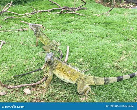 Are iguanas playful?