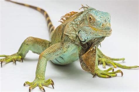 Are iguanas poisonous?