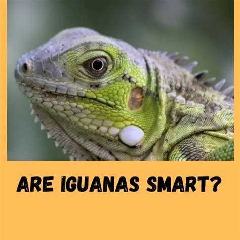 Are iguanas smart?