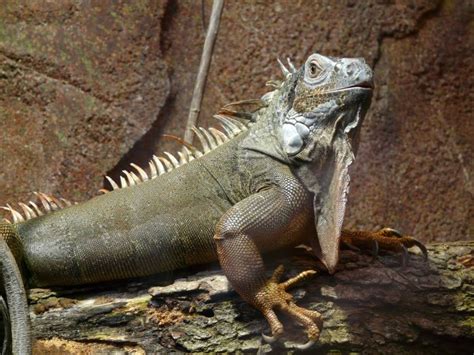 Are iguanas stinky?