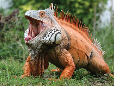 Are iguanas toxic?