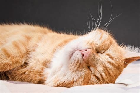 Are indoor cats happier?