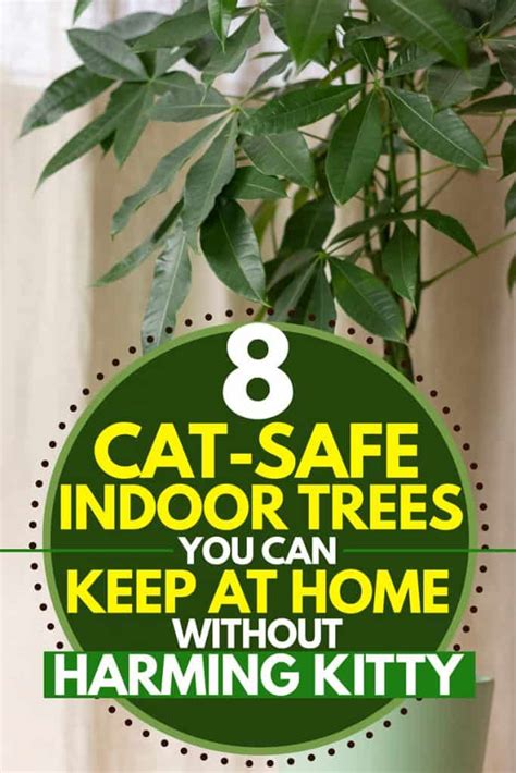 Are indoor cats safe?