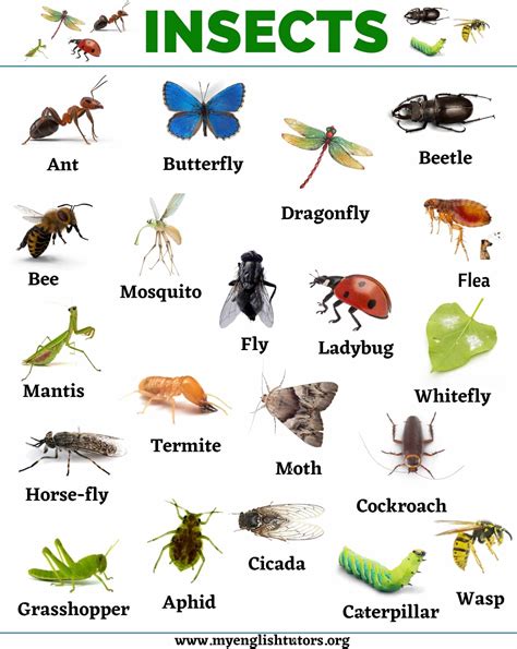 Are insects a type of animal?