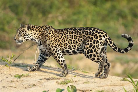 Are jaguars endangered yes or no?