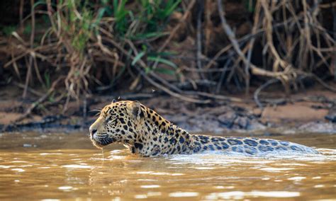 Are jaguars faster swimmers?