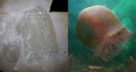 Are jellyfish 500 million years old?