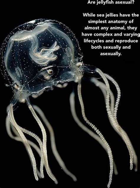 Are jellyfish asexual?
