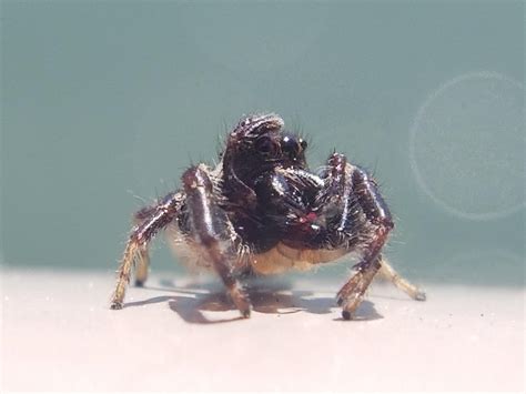 Are jumping spiders smart?