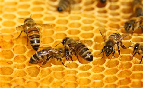 Are killer bees more aggressive?