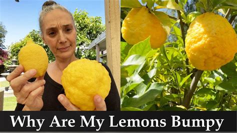 Are lemon skins toxic?