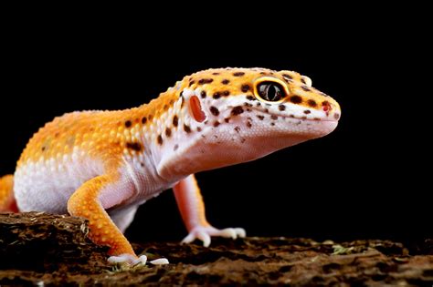 Are leopard geckos friendly?