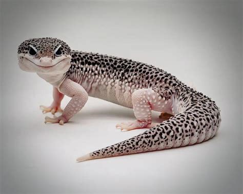 Are leopard geckos happy alone?