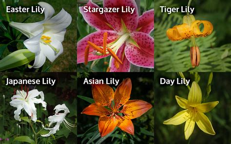 Are lilies toxic to cats?