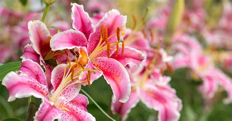Are lilies toxic to dogs?